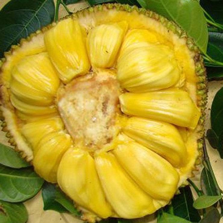 泰国进口零食果干 泰奥琪冻干菠萝蜜干果 原味