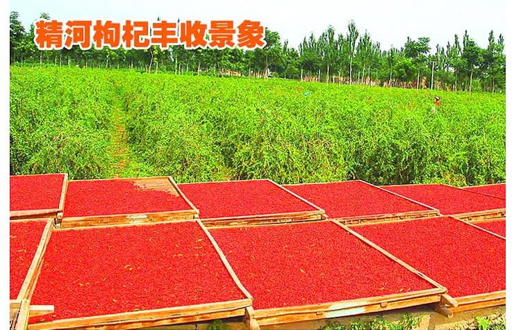 新疆特产 丝路飘香 精河枸杞 248g*2袋 补气 堪