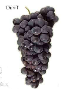 澳大利亚 玛瑞河流西拉杜瑞芙(Murray Bank Re