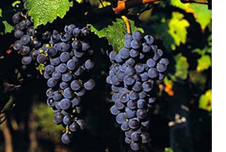 飞黄腾达法国红酒礼盒VDP级别 价格\/飞黄腾达