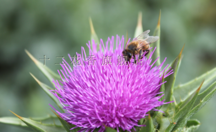 十二花香 水飞蓟蜂蜜 500g 价格\/十二花香 水飞