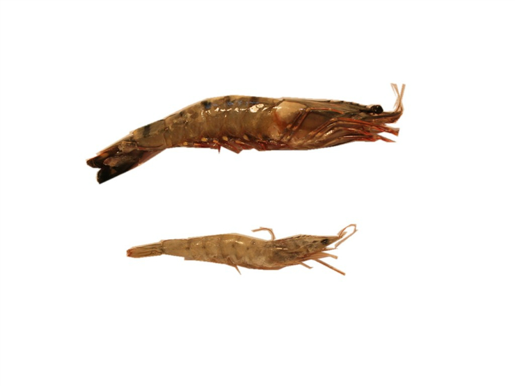 越南黑虎虾1kg 价格\/越南黑虎虾1kg产地,新品系列图片,专卖店批发查询信息 - 51比购网,我要网购我要比