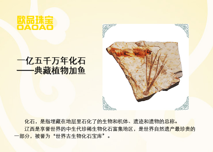 宝 一亿五千万年极品收藏 典藏植物加鱼化石 H