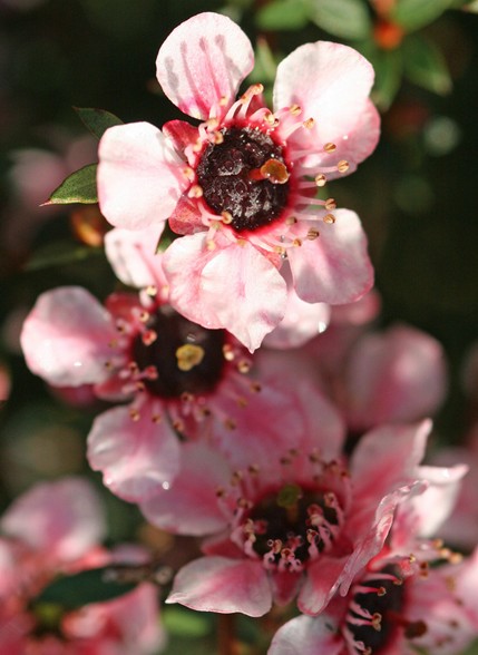 新西兰十一坊新西兰麦卢卡蜂蜜20+(250g)(250