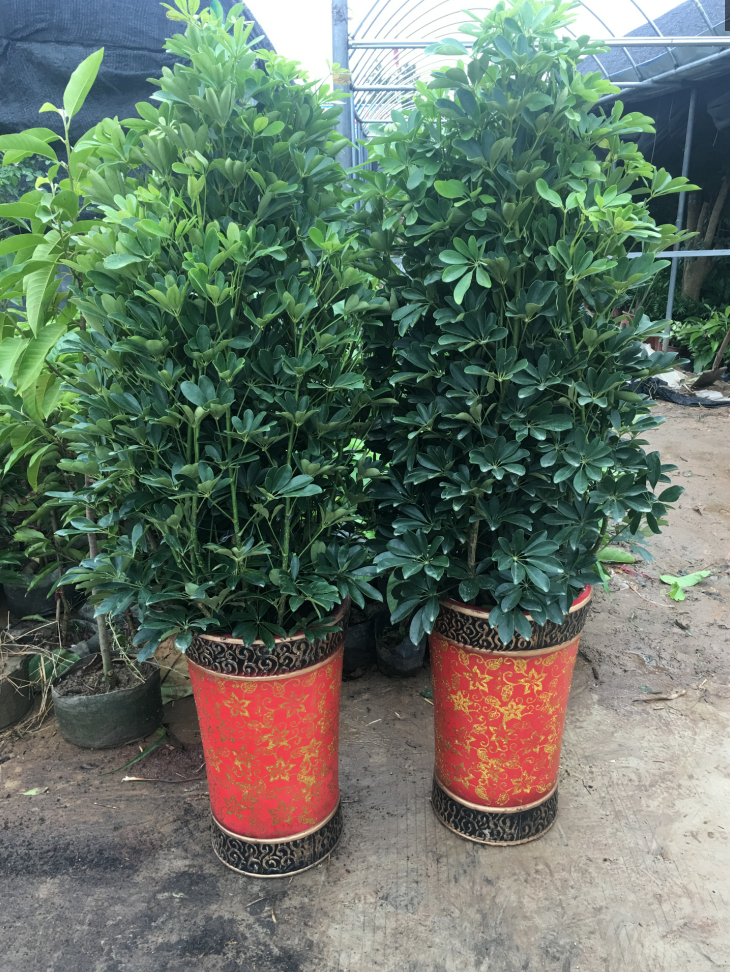 大型绿植鸭脚木 客厅办公室内盆栽花卉 八方来财鸭掌木植物招财树绿植