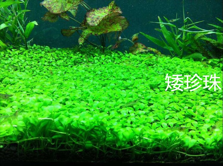 水草种子家养鱼草缸造景鱼缸造景珍珠牛毛莫斯水莲叉柱水榕金鱼藻底砂