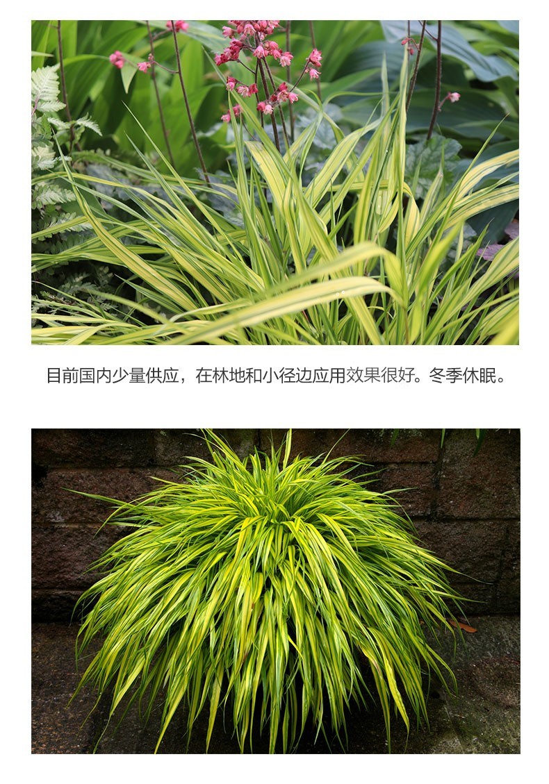 【虹越】日本观赏草植物 庭院花叶箱根草 150#盆栽苗 造景搭配 花叶