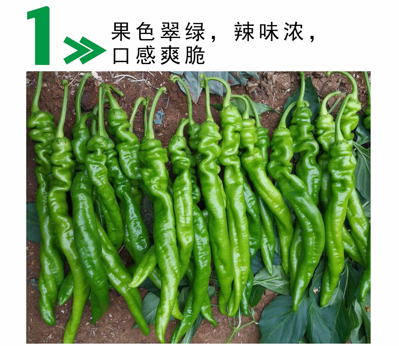 辣椒种子 辣脆螺丝椒 早熟高产特辣青椒种籽 特长特粗大螺丝杂交薄皮