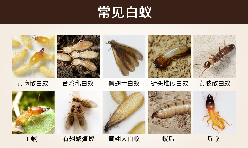 山甲牌白蚁药家用室内装修户外园林预防治灭飞白蚂蚁100g 图片价格品牌报价 京东