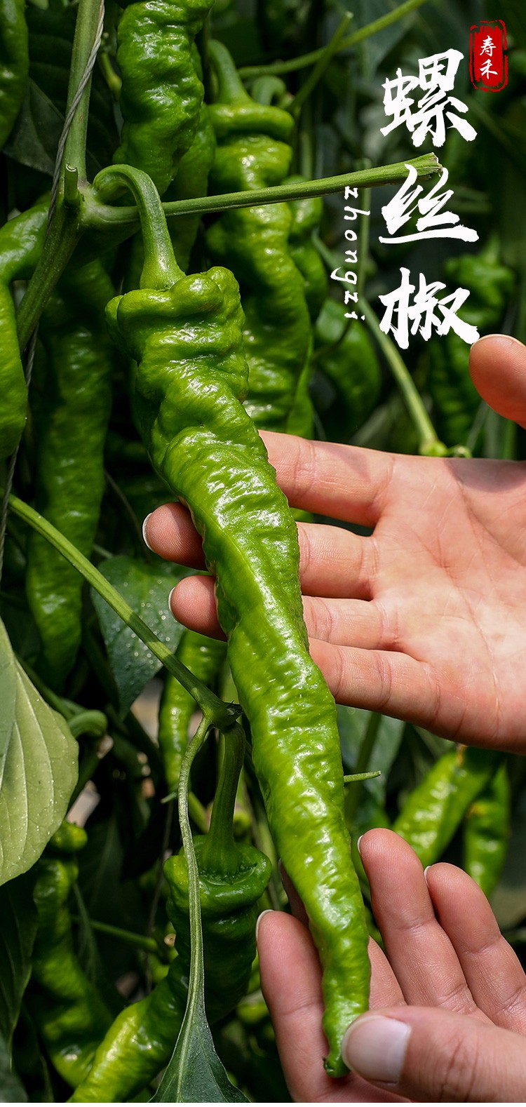 寿禾 螺丝辣椒种子罗丝辣椒种大辣椒线椒家庭春秋季播种蔬莱常寿光