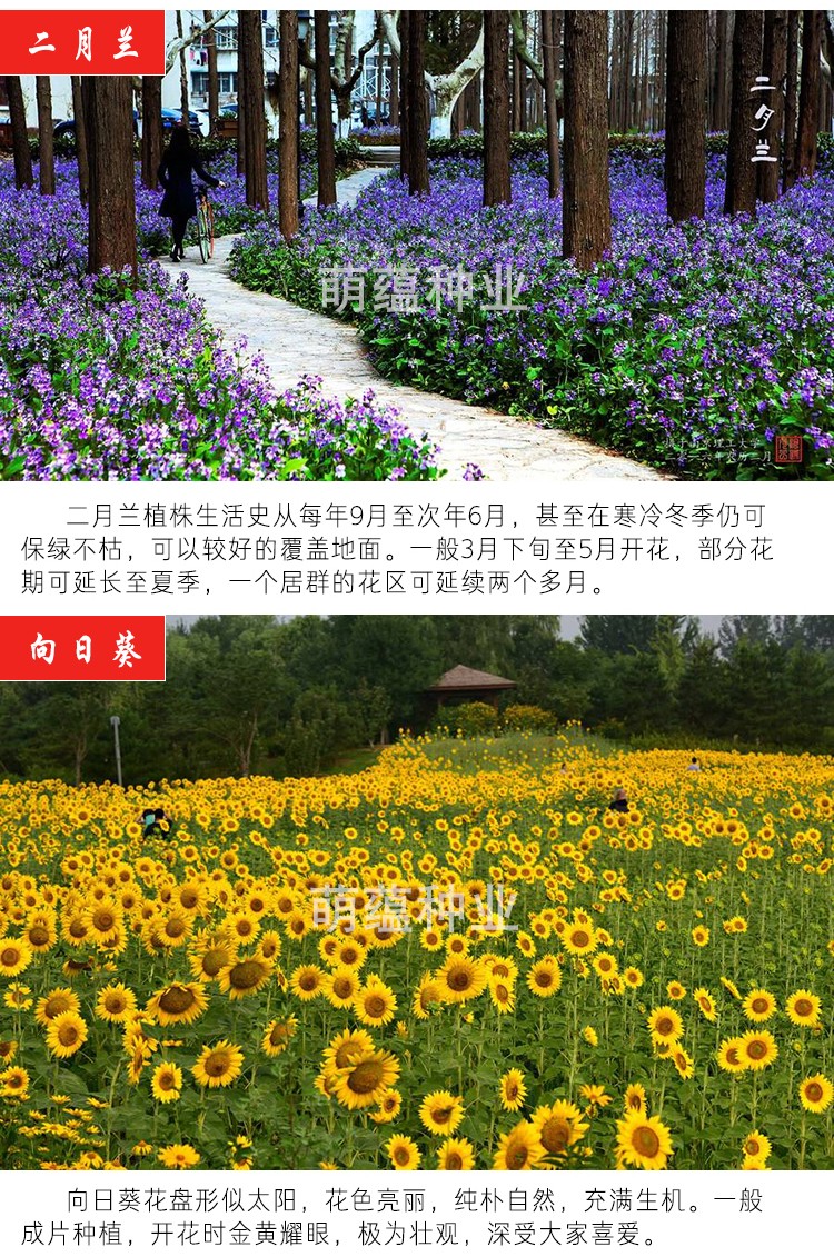 种子硫化菊花籽花卉种子观花植物景观工程园林花海花草花种子四季种植