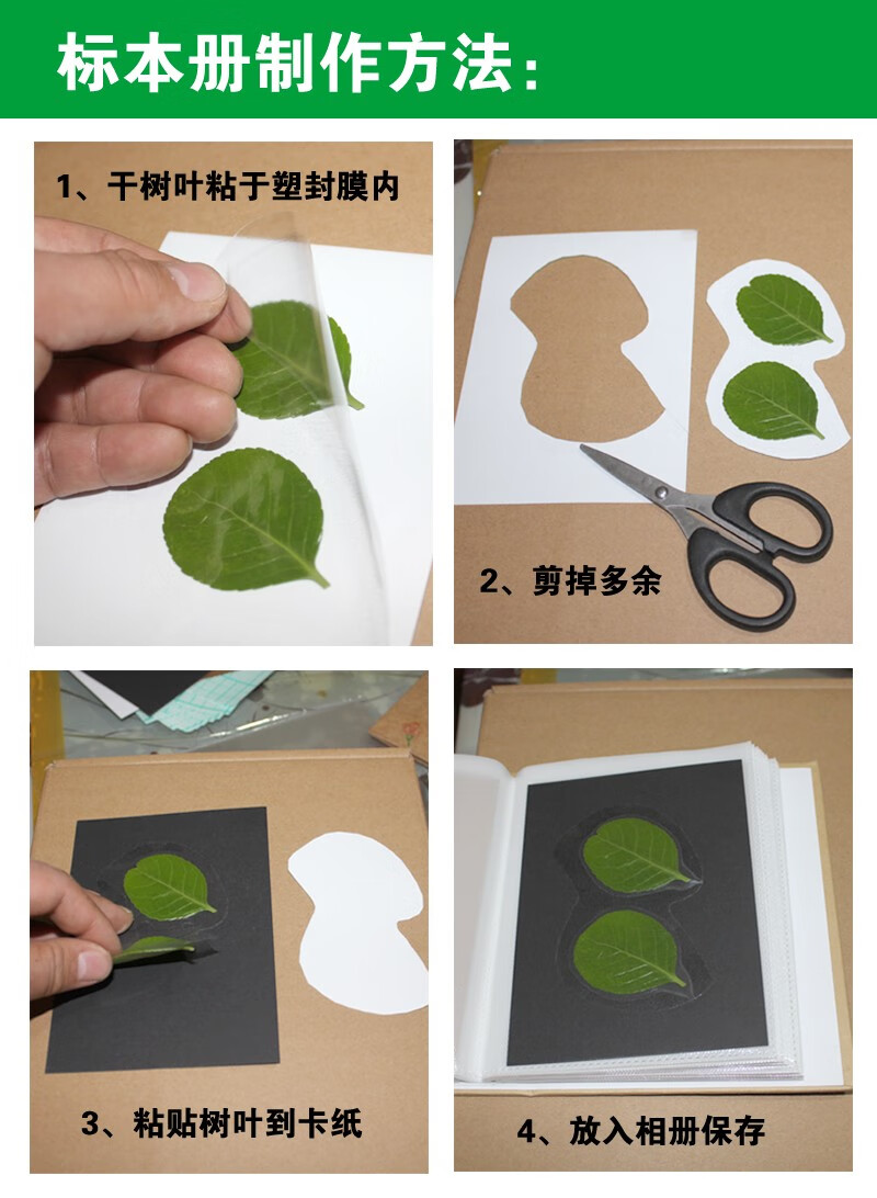 树叶塑封膜标本册植物风景画收集干花diy手工制作创意