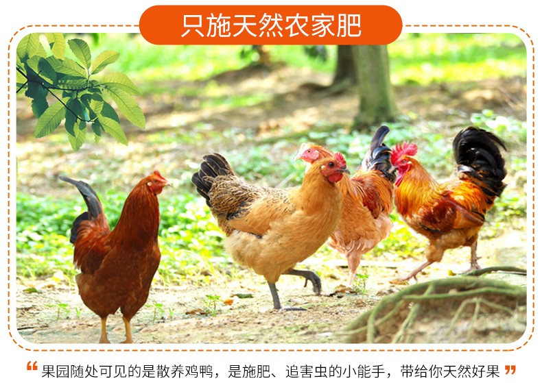 只施天然农家肥“果园随处可见的是散养鸡鸭,是施肥、追害虫的小能手,带给你天然好果男-推好价 | 品质生活 精选好价