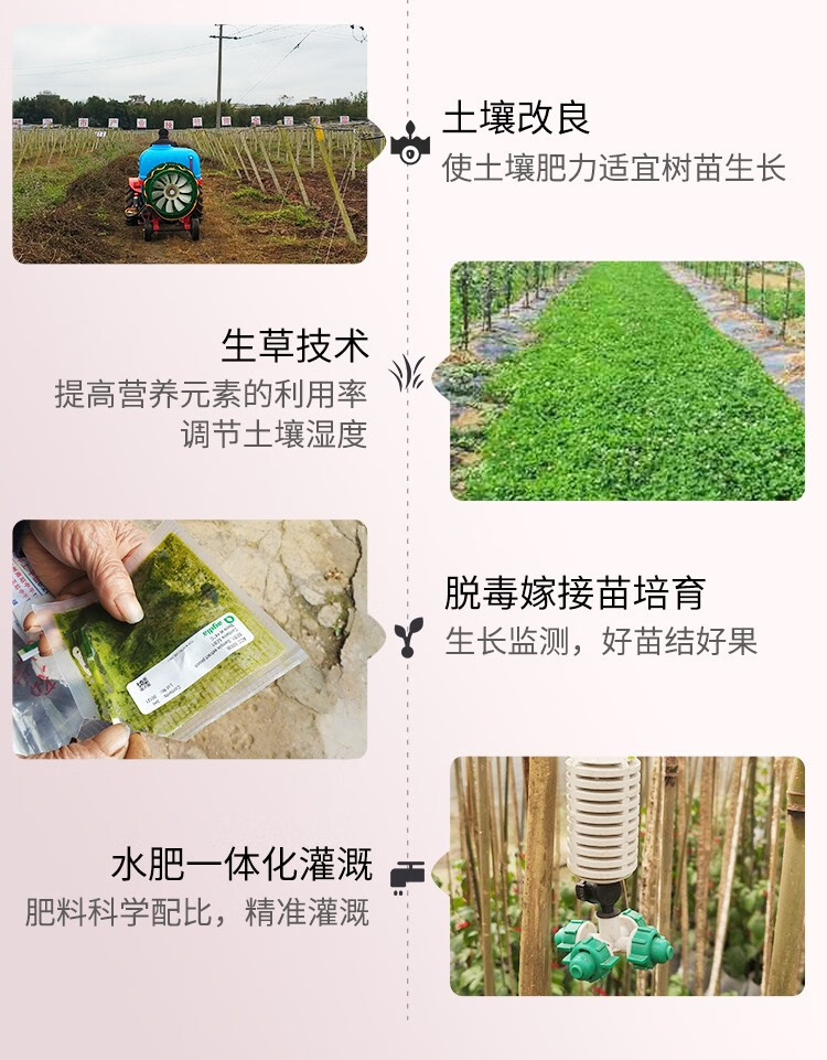 真食 广西百香果 5斤 单果1-2两 图10