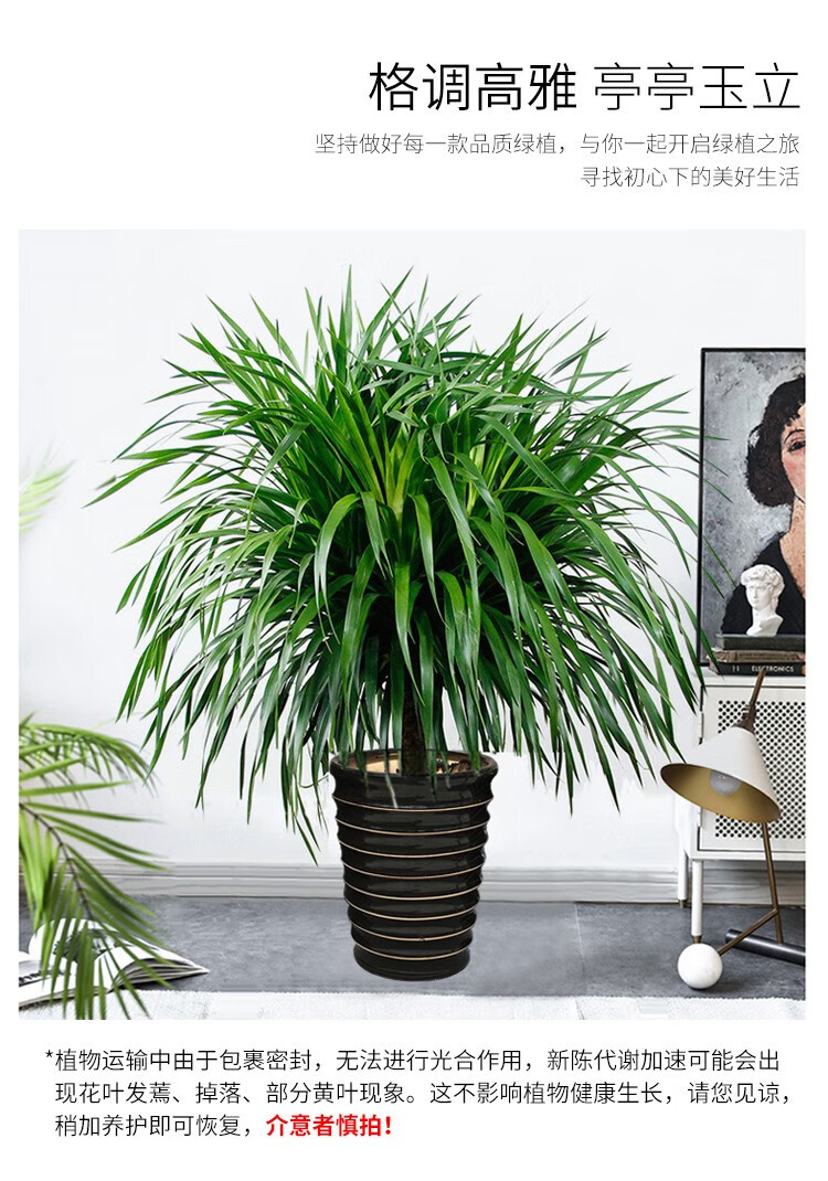 龙血树盆栽多头龙须树龙铁树室内客厅大型绿植花卉植物办公室盆景三棵