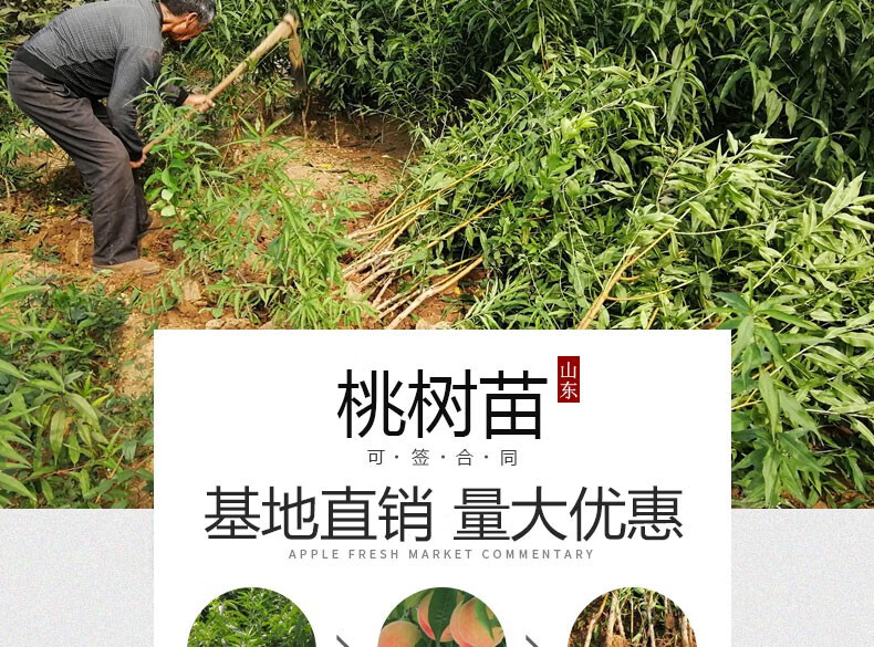 黄桃 桃花树早熟油桃苗 血桃 阳山水蜜桃 五月红 5年大苗【当年结果】