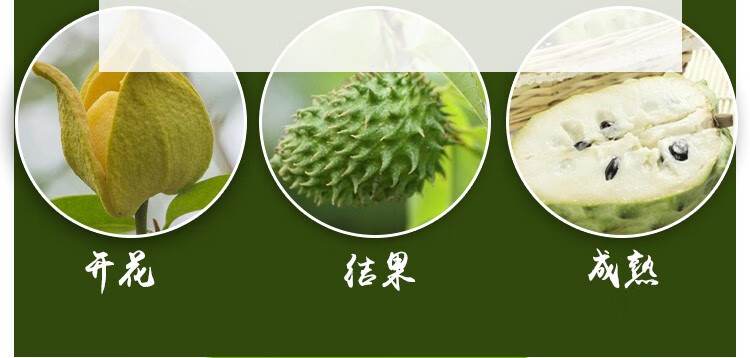 不活补发 5年大苗当年结果 台湾释迦果树苗佛头果洋菠萝唛螺陀番荔枝