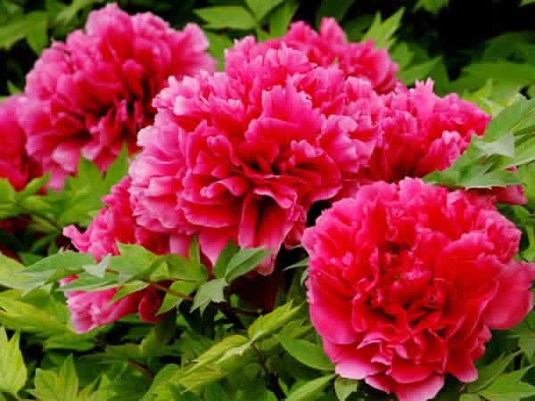 春曲 牡丹花苗 竞放