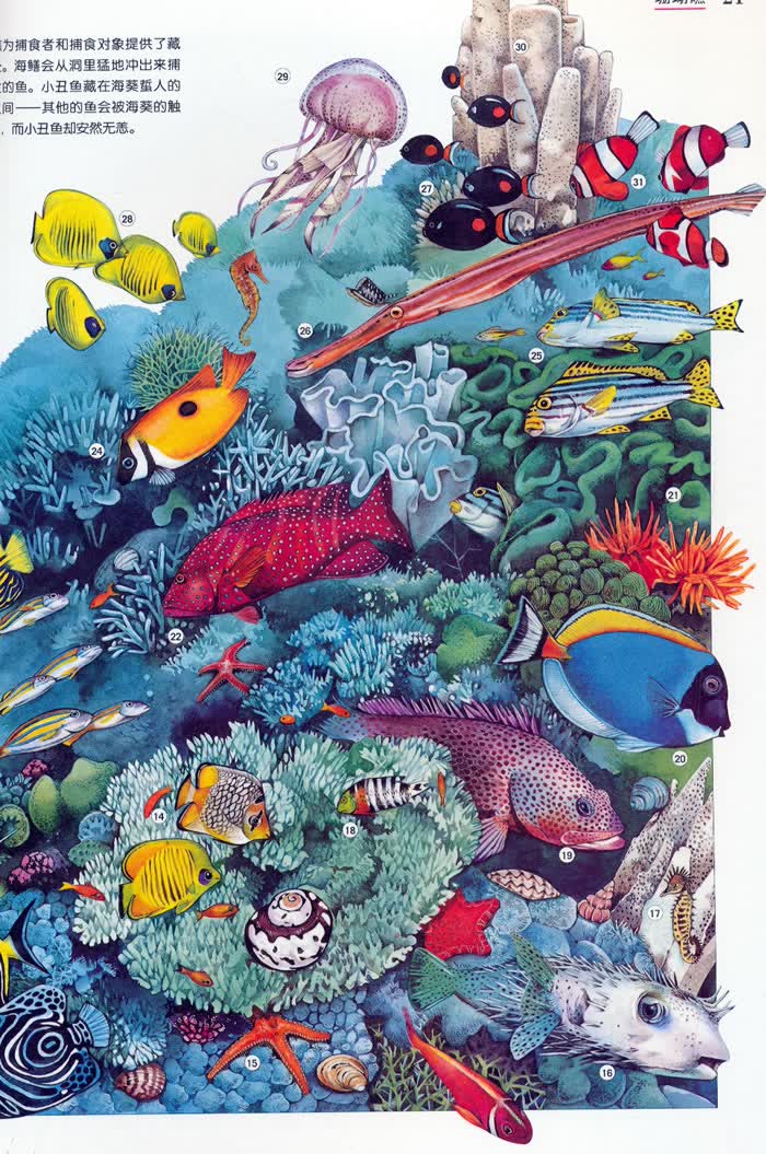 英国少儿插画百科:海洋生物 英国奥菲斯公司 9787111496960