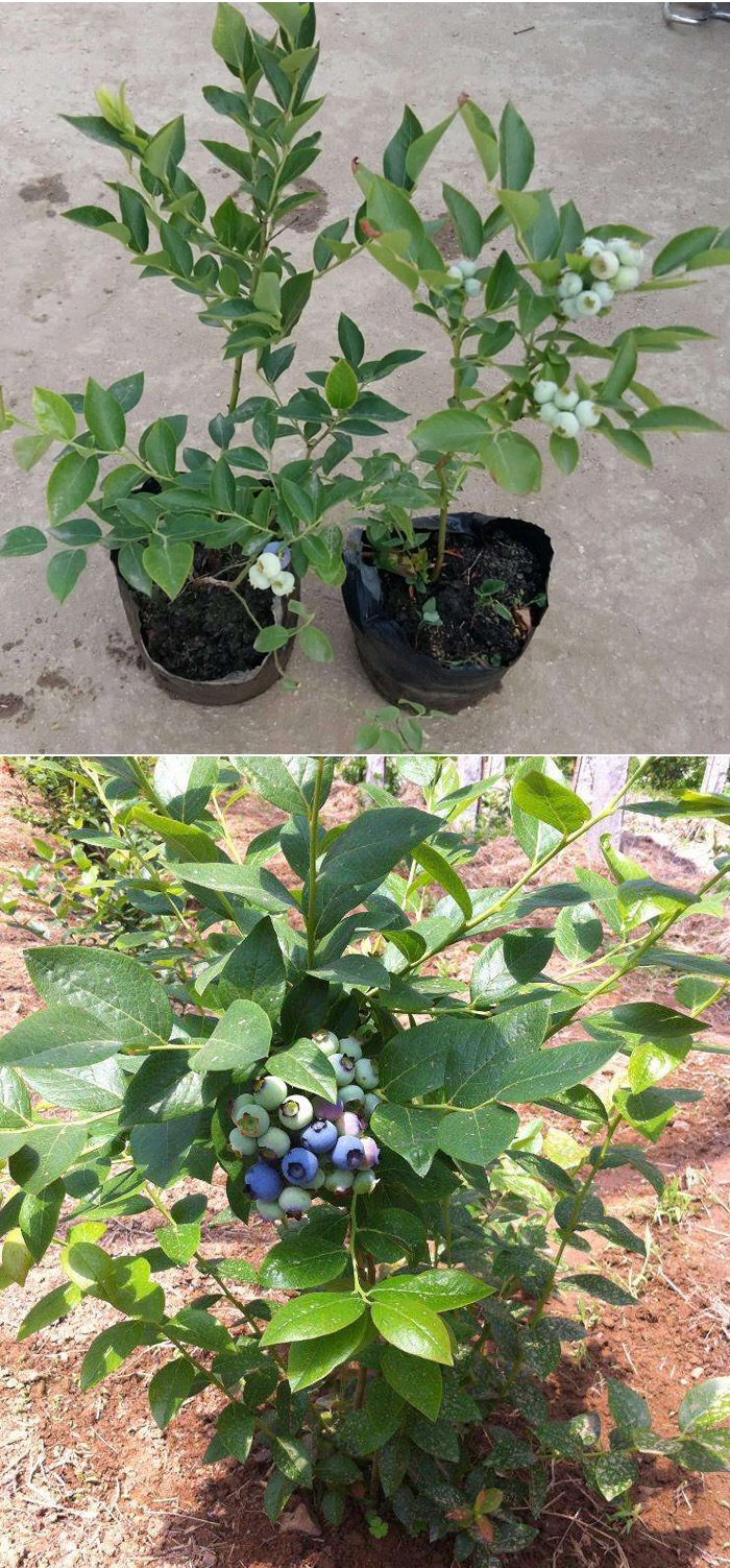 蓝莓树苗 当年结果盆栽地栽 果树苗 盆栽地载 蓝莓苗