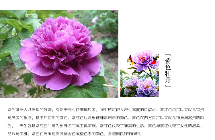 
                                        钻石画十字绣客厅新款钻石十字绣钻石绣卧室钻石画满钻砖石点钻石画花开富贵十字绣牡丹花贴钻 150*58cm 魔方圆钻满钻升级版26切面更闪亮                