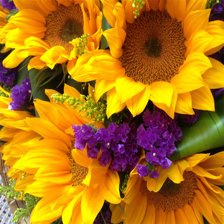 9朵向日葵勿忘我鲜花速递杭州北京上海同城快