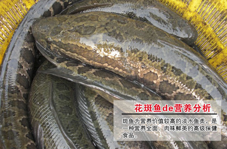 鲜活斑鱼 1kg/条 团鱼 海产品 生鱼 蛇头鱼 海鱼