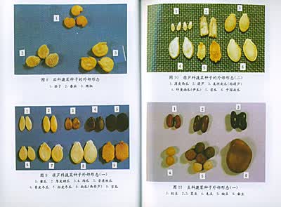 蔬菜种子质量辨别技术/朱培贤等