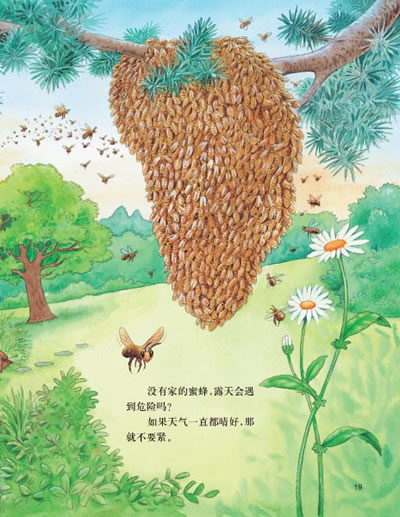 我的自然生态图画书系 小蜜蜂的生活日记