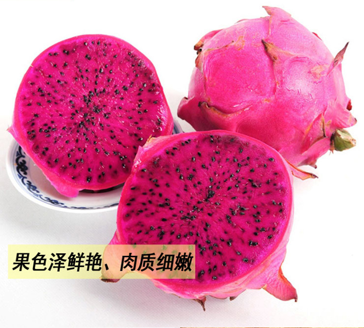 【七果果】越南有机红心火龙果 1个装约450g