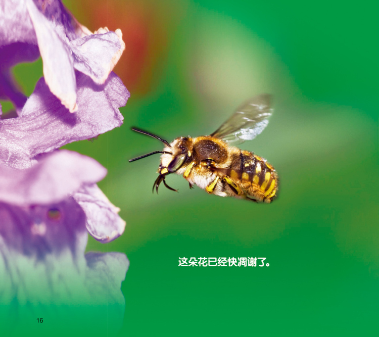 乐乐小动物:小蜜蜂当值日生