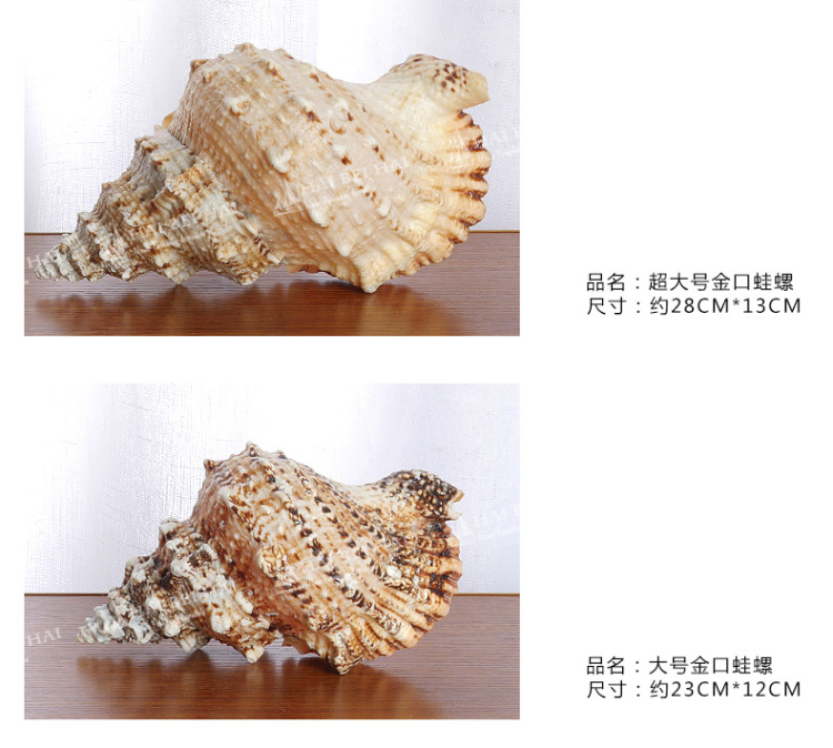 海贝海天然海螺贝壳 天然金口蛙螺 天然家庭摆饰品 家居装饰海洋风摆件