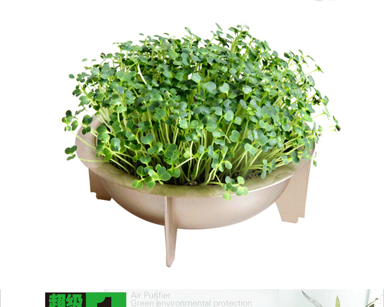 天然植物空气净化器加湿器迷你家用办公室负离子氧吧除甲醛杀菌PM2.5二手烟