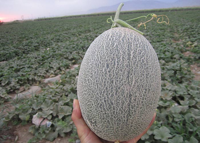 【本来生活】新疆哈密瓜1个装 3-3.6斤 吐鲁番