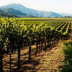 澳大利亚黄尾袋鼠慕斯卡白葡萄酒750ml