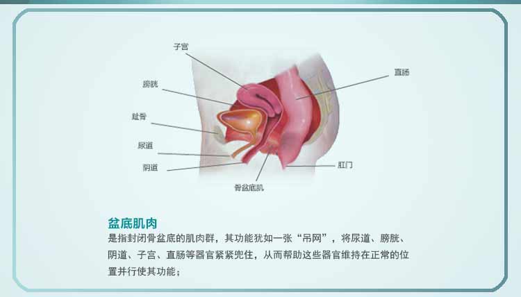 Neen便失禁前列腺阴道壁膨出盆底肌康复训练