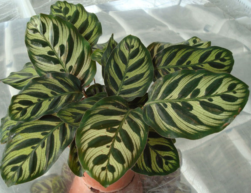 孔雀竹芋客厅办公桌观叶植物室内绿植花卉盆栽净化空气 40厘米高1盆图片