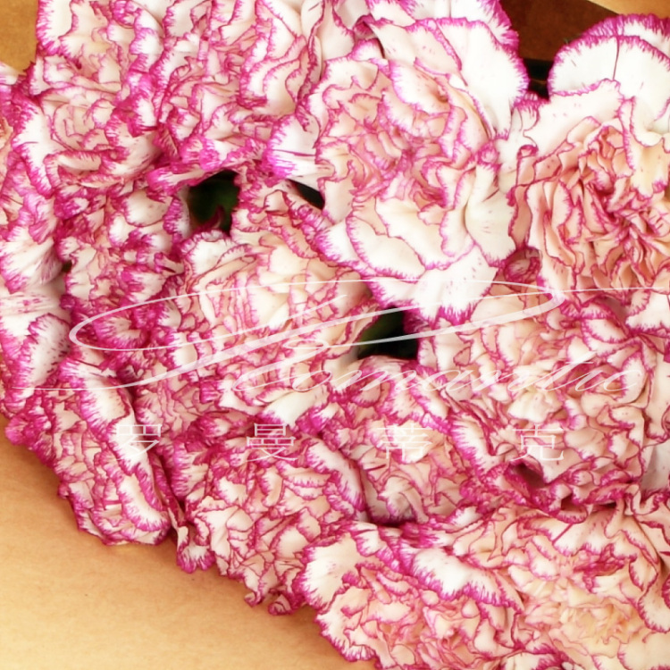 日常家居用花精选原材系列 空运花材专人配送