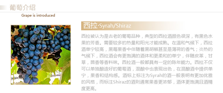 澳洲进口红酒 奔富 Bin28卡琳娜西拉子干红葡