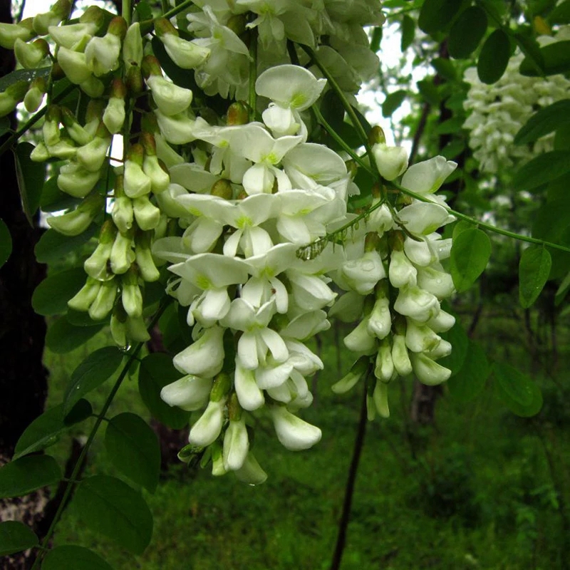 洋槐花 新鲜杨槐花 现摘蔬菜 高山野菜 吃的花骨朵 槐花 3斤_现价-1元