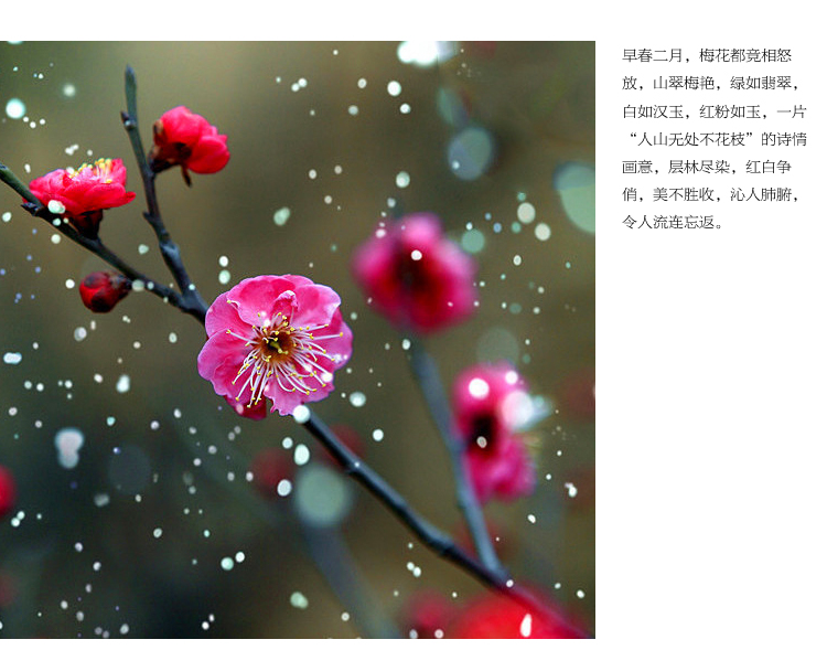 钻石画十字绣客厅新款钻石十字绣钻石绣卧室5d钻石画满钻砖石点钻石画梅兰竹菊十字绣梅花大幅 100*40cm魔方圆钻满钻升级版26切面更闪亮