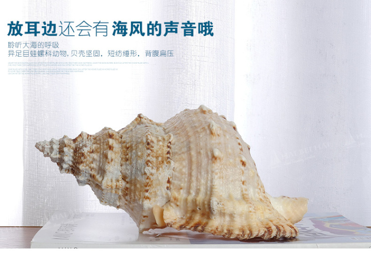 海贝海天然海螺贝壳 天然金口蛙螺 天然家庭摆饰品 家居装饰海洋风摆件