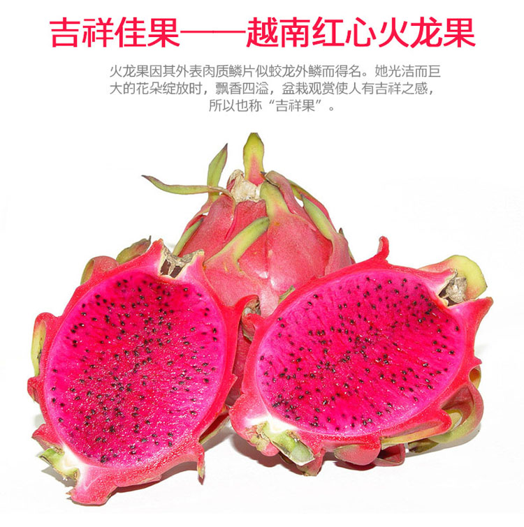 果格格 越南进口红心火龙果5斤 进口新鲜水果