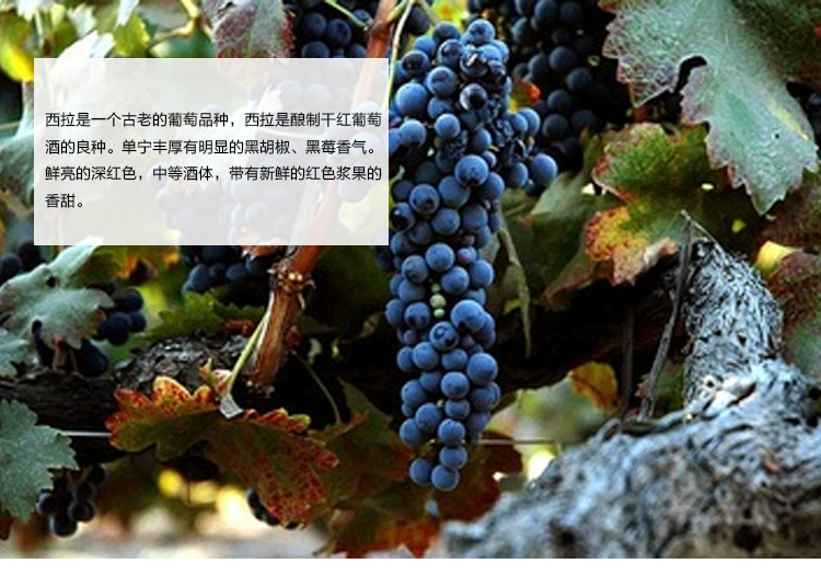 圣骑庄园 澳洲原瓶进口红酒树袋熊西拉子赤霞