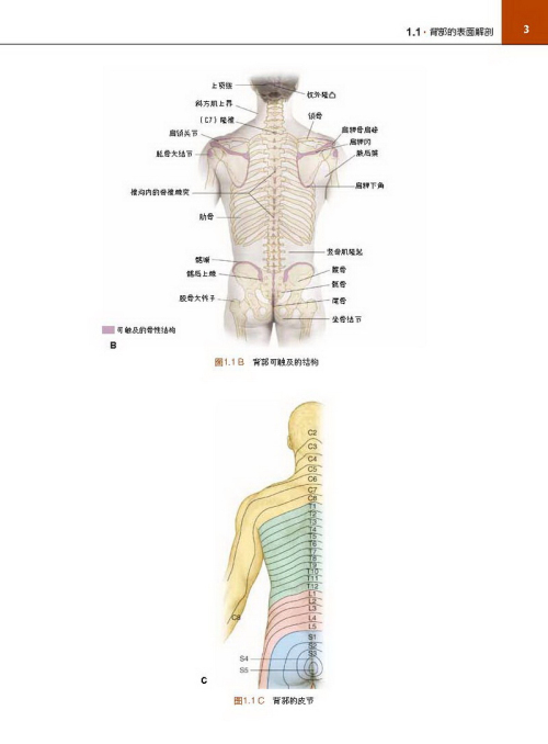 wl/lww解剖学精要图谱:背部,上肢和下肢 9787530478356 北京科学技术