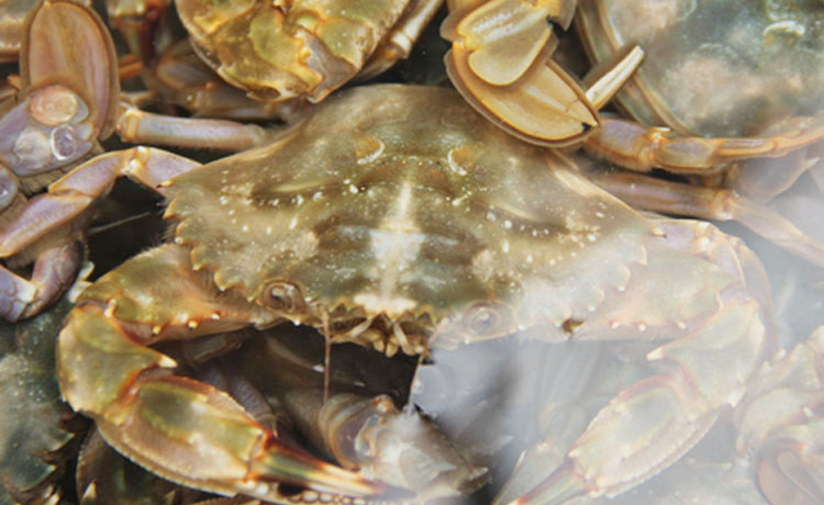 花盖蟹 鲜活蟹 6-7只\/斤 鲜活海鲜海产品 大连特