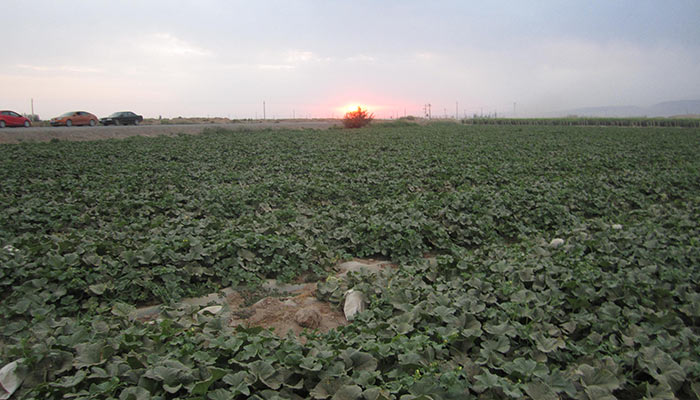 【本来生活】新疆哈密瓜1个装 3-3.6斤 吐鲁番