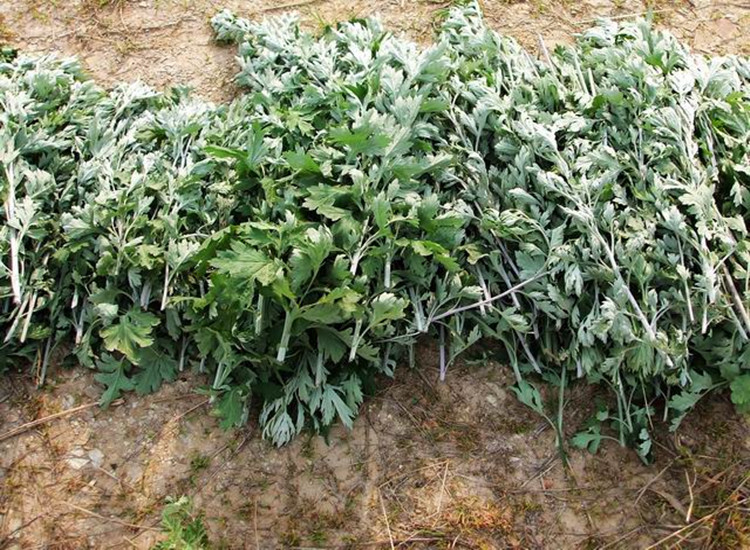 散装药用艾草种子艾蒿艾叶种子医草艾绒香艾草防蚊虫