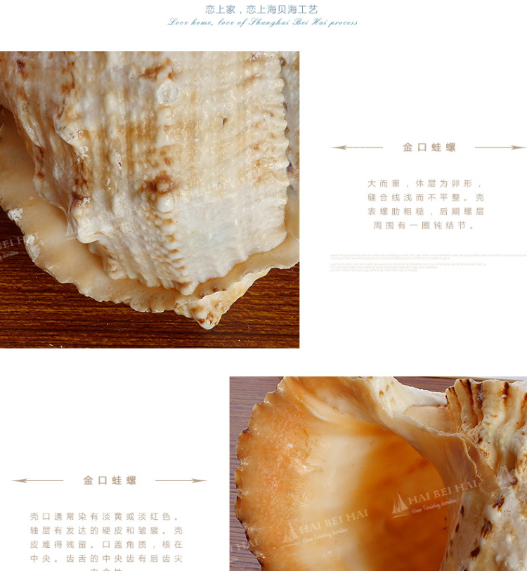 海贝海天然海螺贝壳 天然金口蛙螺 天然家庭摆饰品 家居装饰海洋风摆件