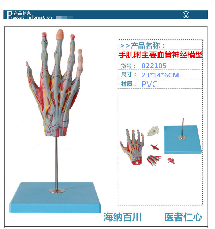 海医heymodel医学人体手部肌肉神经血管模型手关节手解剖人体解剖学